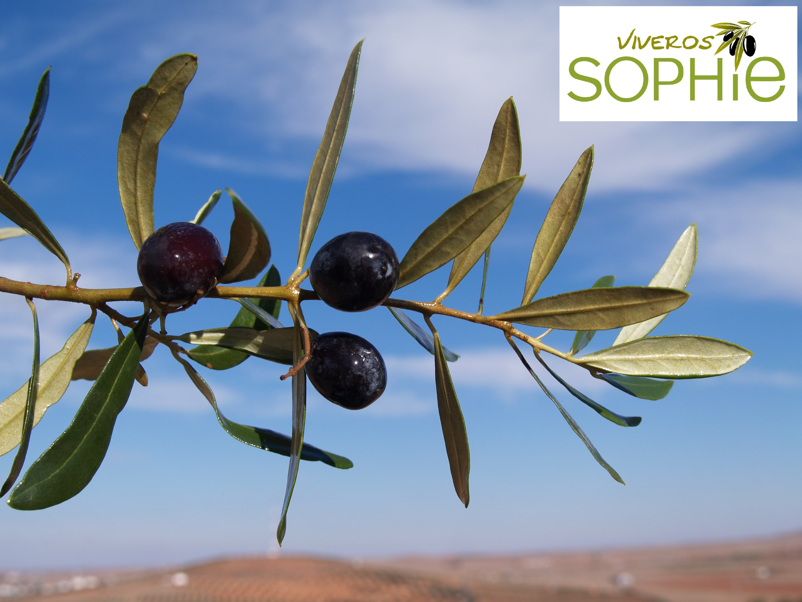 Variedad de olivo NEGRAL  DE  SABIÑÁN